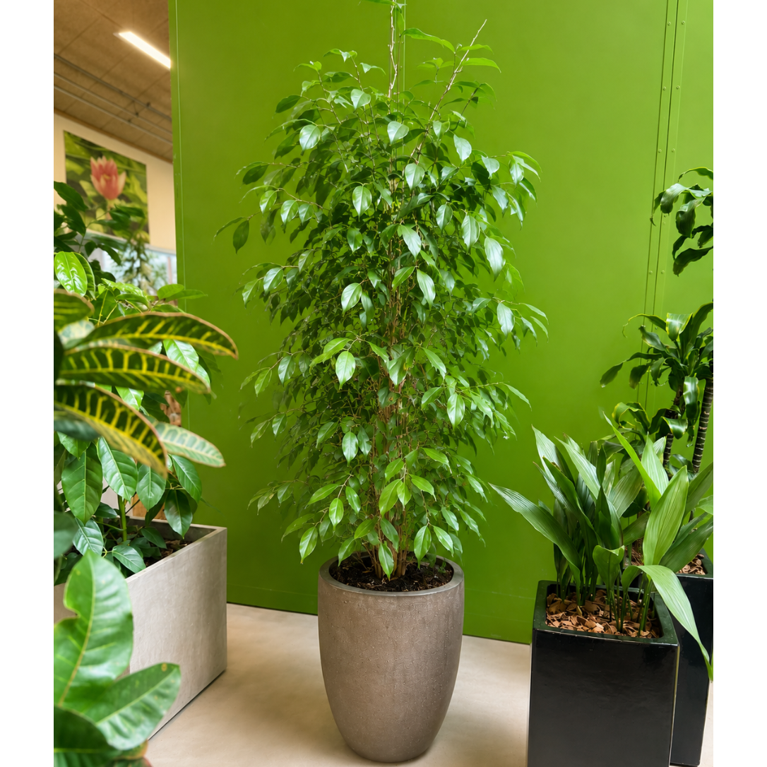 Second Hand Langbladet Figentræ – Ficus binnendijkii 'Alii' ca. 220 cm | Genbrugsplante