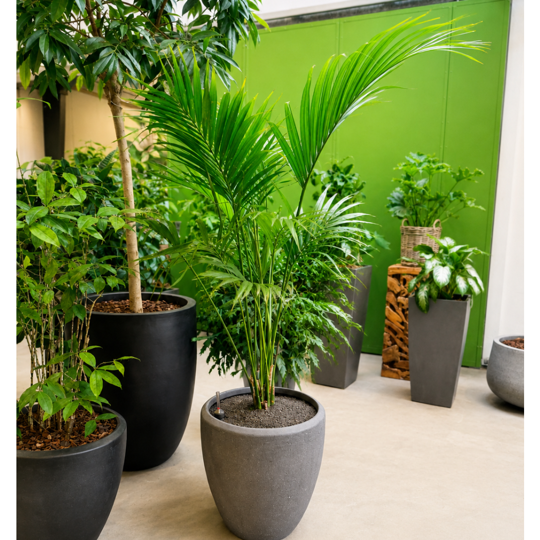 Second Hand Kentiapalme – Howea forsteriana ca. 180 cm | Genbrugsplante