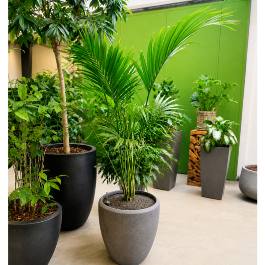 Second Hand Kentiapalme – Howea forsteriana ca. 180 cm | Genbrugsplante