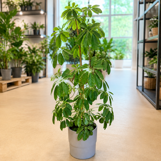 Second Hand Paraplyplante – Schefflera arboricola ca. 110 cm | Genbrugsplante