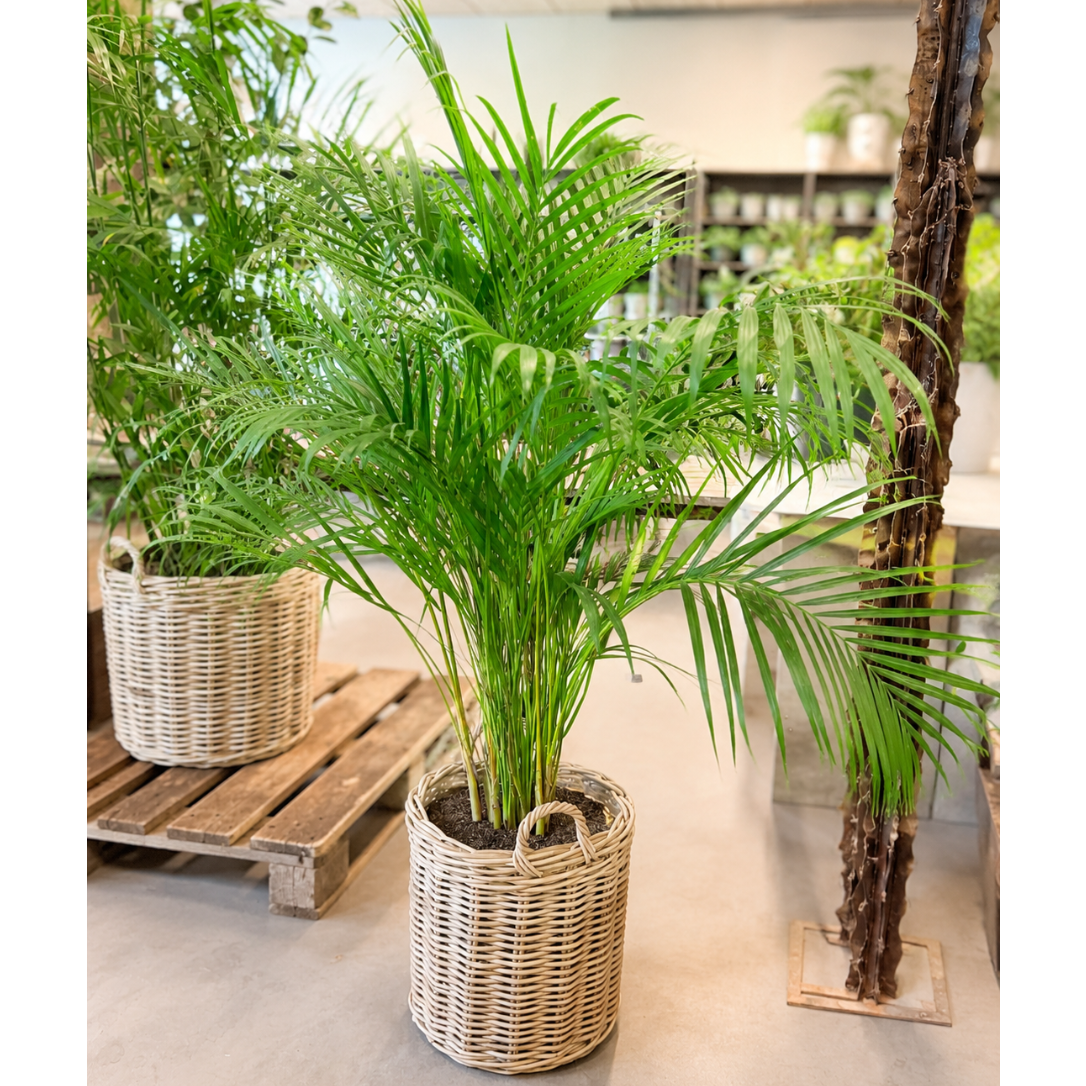 Second Hand Kentiapalme – Howea forsteriana ca. 150 cm | Genbrugsplante
