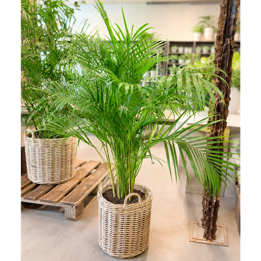 Second Hand Kentiapalme – Howea forsteriana ca. 150 cm | Genbrugsplante