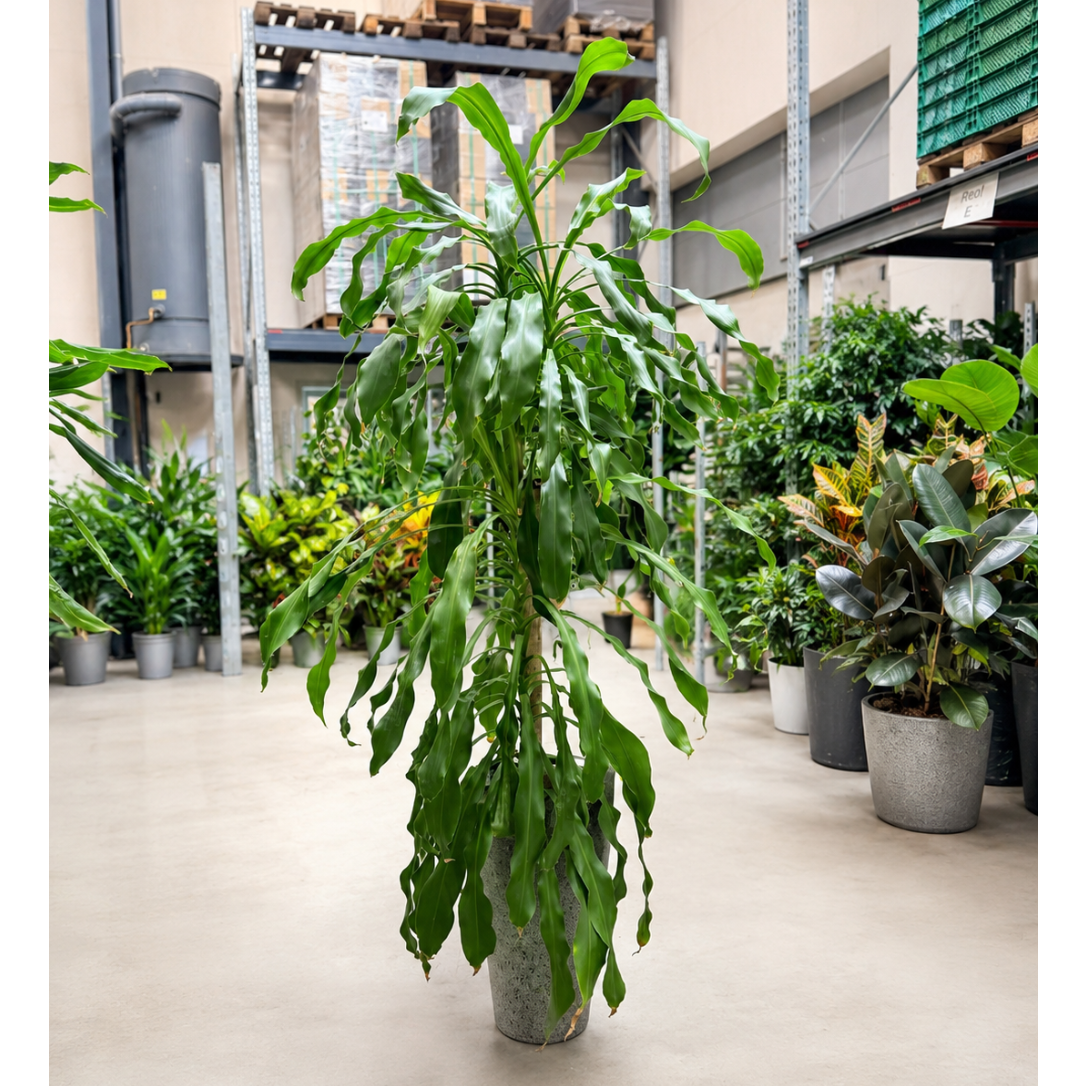 Second Hand Duftdracæna – Dracaena fragrans ca. 210 cm | Genbrugsplante