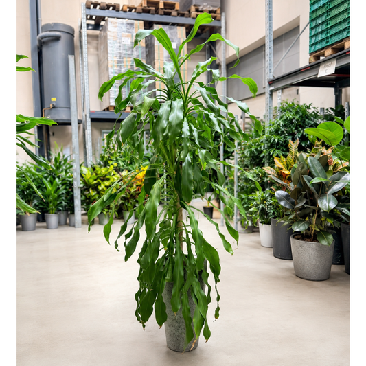 Second Hand Duftdracæna – Dracaena fragrans ca. 210 cm | Genbrugsplante