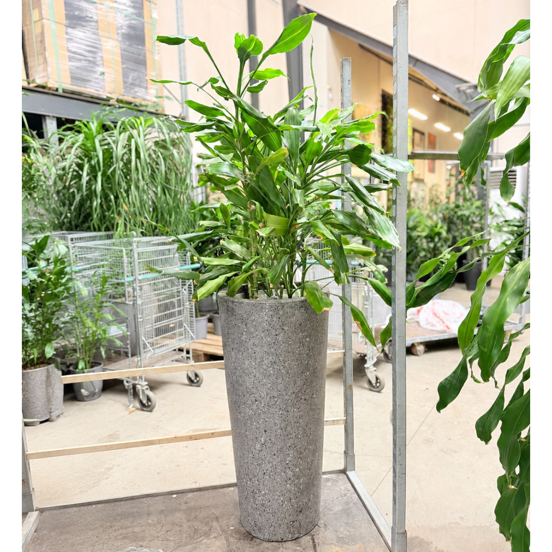 Second Hand Duftdracæna 'Janet Craig' – Dracaena fragrans ca. 170 cm | Genbrugsplante