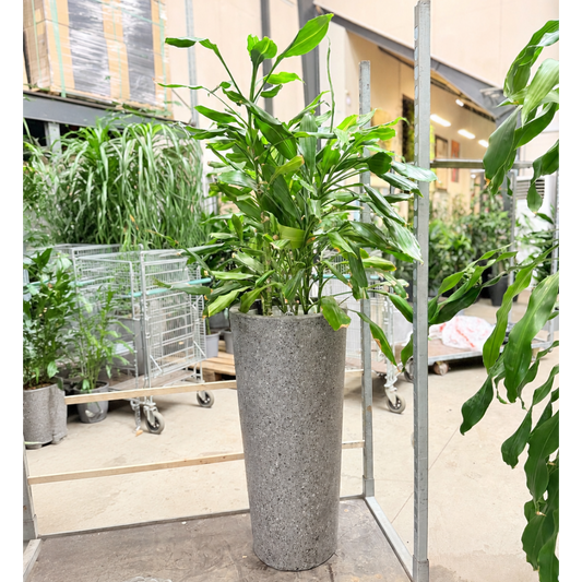 Second Hand Duftdracæna 'Janet Craig' – Dracaena fragrans ca. 170 cm | Genbrugsplante