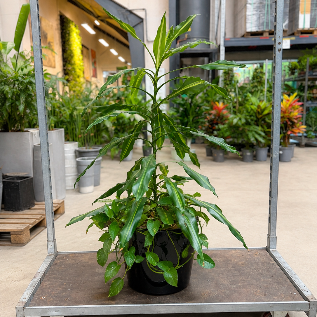 Second Hand Duftdracæna – Dracaena fragrans ca. 130 cm | Genbrugsplante