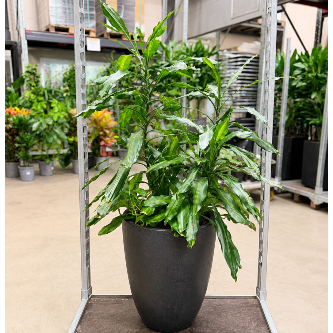 Second Hand Duftdracæna 'Massangeana' – Dracaena fragrans ca. 140 cm | Genbrugsplante