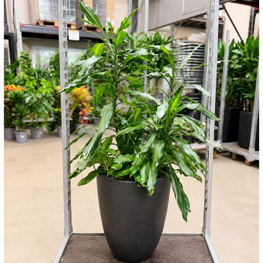 Second Hand Duftdracæna 'Massangeana' – Dracaena fragrans ca. 140 cm | Genbrugsplante