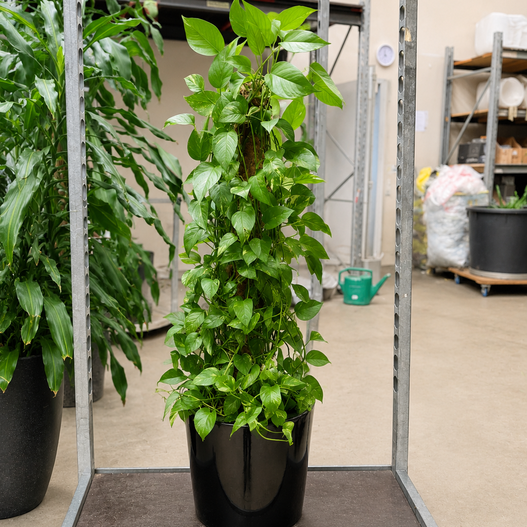 Second Hand Guldranke – Epipremnum aureum ca. 140 cm | Genbrugsplante