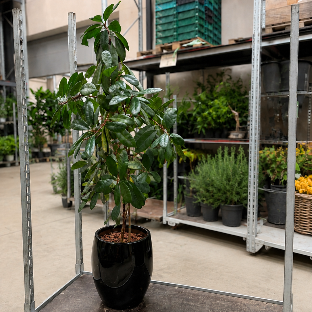 Second Hand Afrikansk Figentræ – Ficus cyathistipula ca. 170 cm | Genbrugsplante