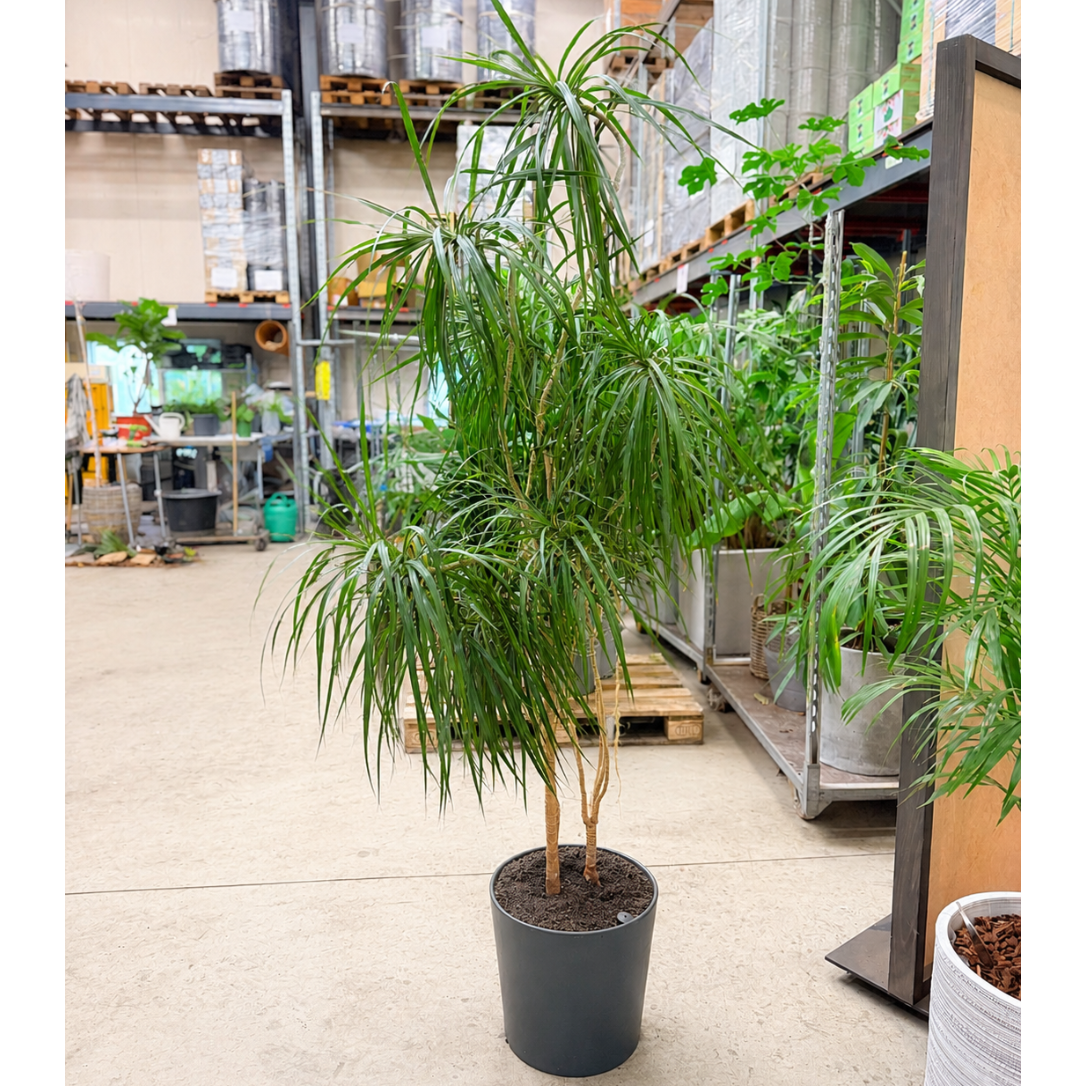 Second Hand Drageblodstræ – Dracaena marginata ca. 220 cm | Genbrugsplante