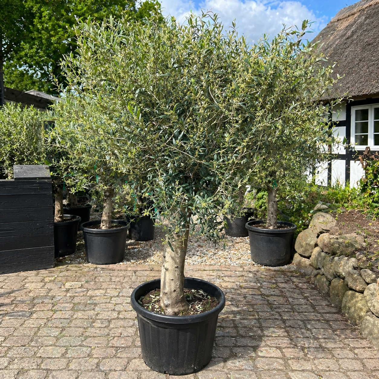 Vinterhårdfør Oliventræ – Ekstra Kraftig Stamme der Klarer Danske Vintre (Olea europaea, ca. 200 cm)