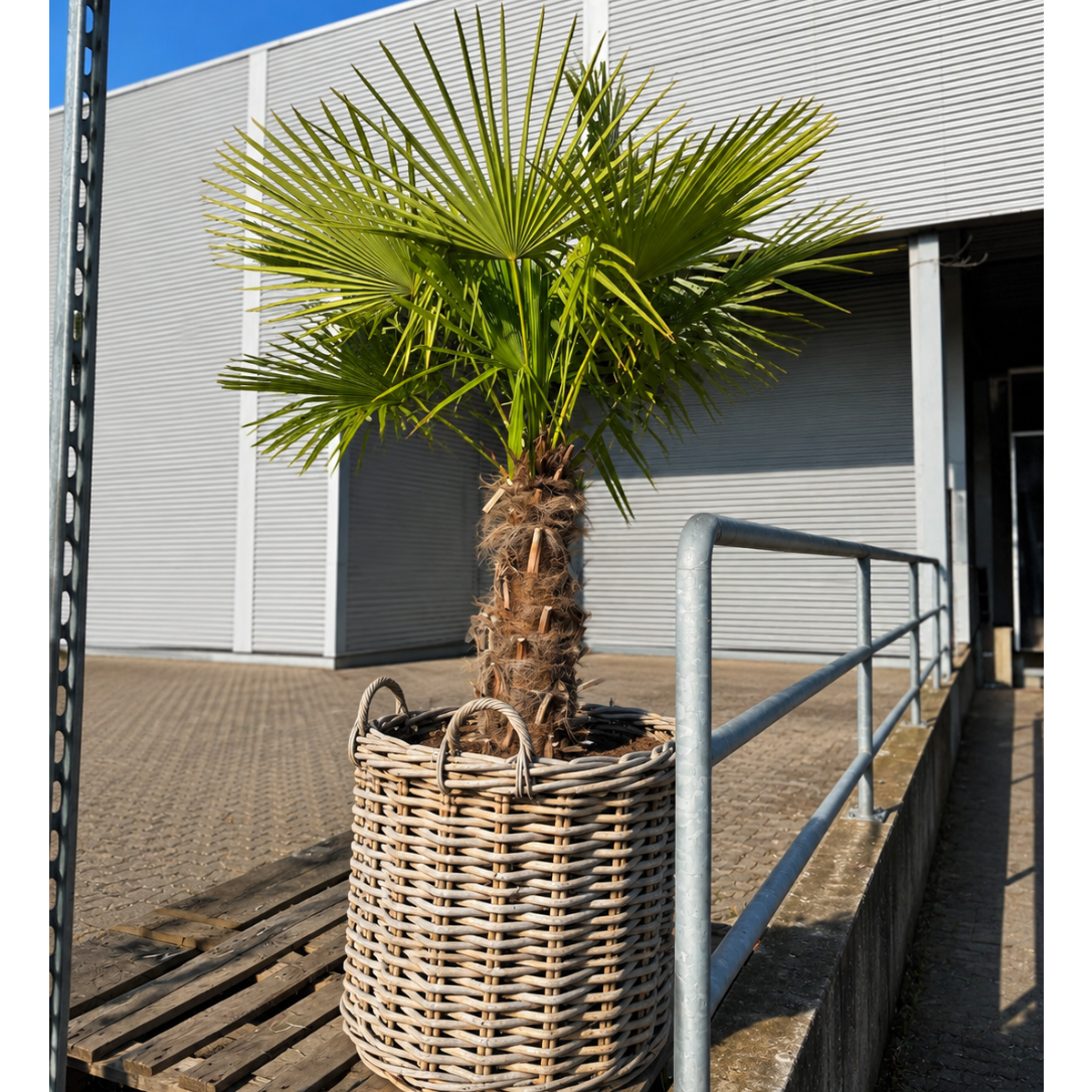 Second Hand Hørpalme – Trachycarpus fortunei på 220 cm i Dekorativ Kurv