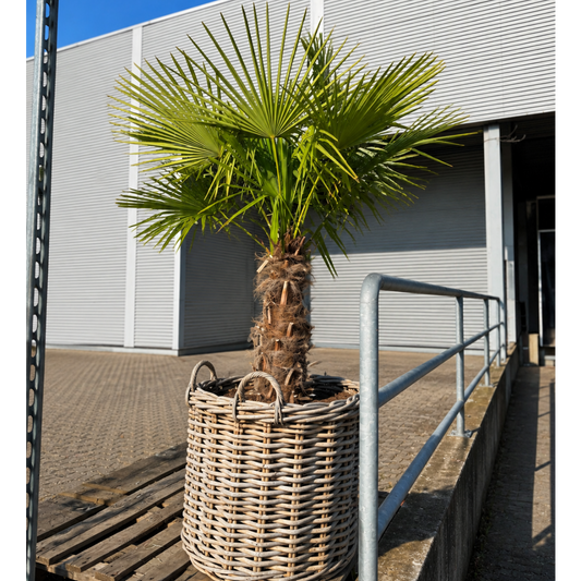 Second Hand Hørpalme – Trachycarpus fortunei på 220 cm i Dekorativ Kurv