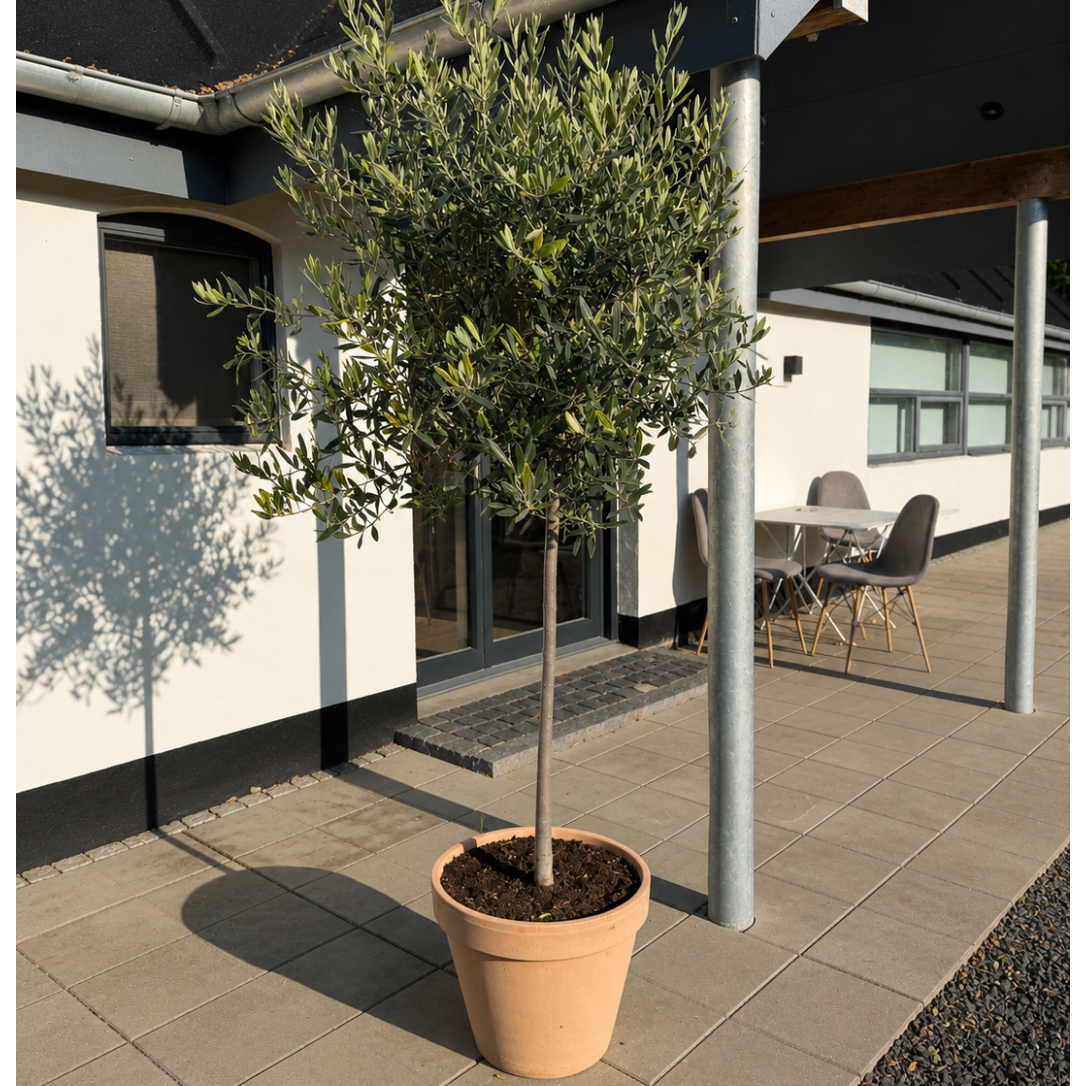 Second Hand Oliventræ – Olea europaea ca. 210 cm | Genbrugsplante