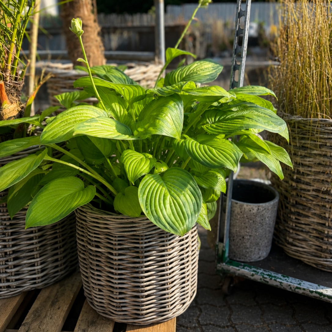 Second Hand Funkia – Hosta ca. 80 cm | Genbrugsplante