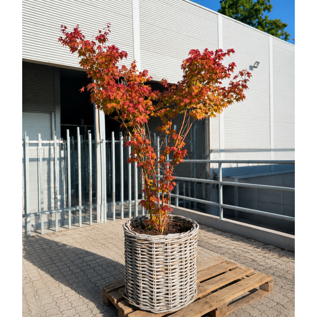 Second Hand Japansk Løn – Acer palmatum ca. 230 cm | Genbrugsplante