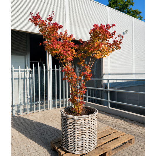 Second Hand Japansk Løn – Acer palmatum ca. 230 cm | Genbrugsplante