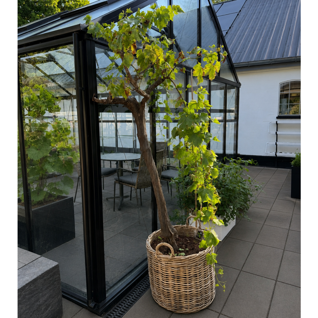 Second Hand Vindrue – Vitis vinifera 'Red Globe' ca. 200 cm | Genbrugsplante