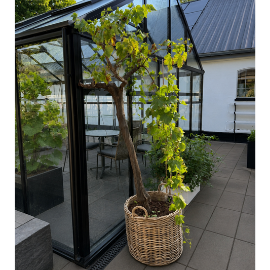 Second Hand Vindrue – Vitis vinifera 'Red Globe' ca. 200 cm | Genbrugsplante