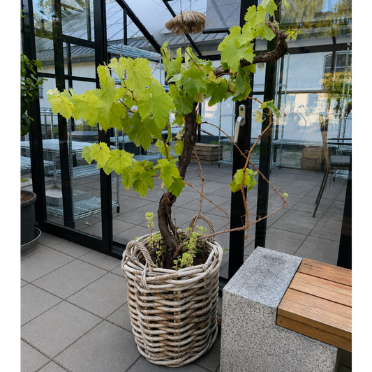 Second Hand Vinstok – Vitis vinifera ca. 140 cm | Genbrugsplante