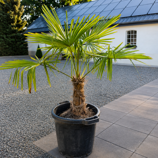 Second Hand Hørpalme – Trachycarpus fortunei ca. 140 cm | Genbrugsplante