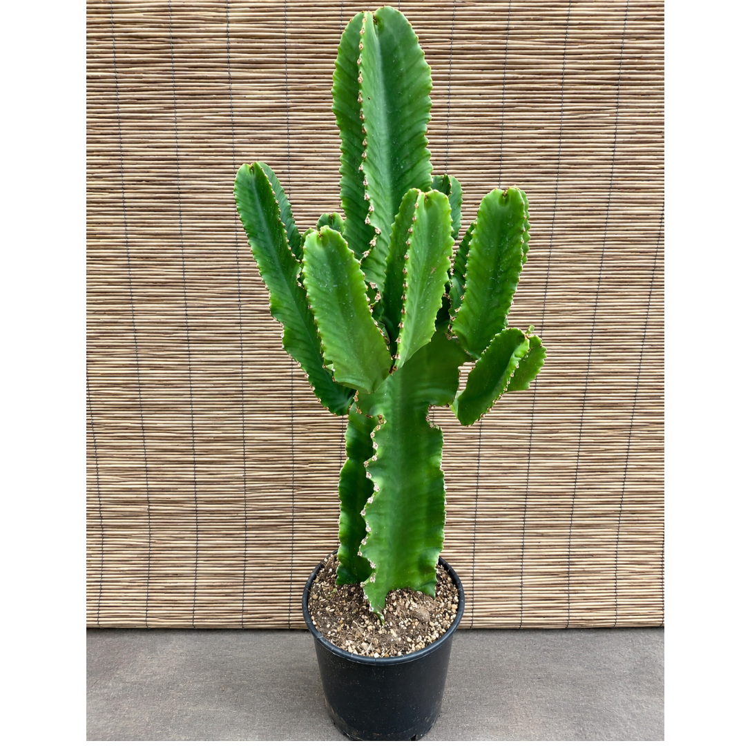 Euphorbia ingens – Stor og Kraftig Kaktusplante, 90-100 cm i ø28 Potte