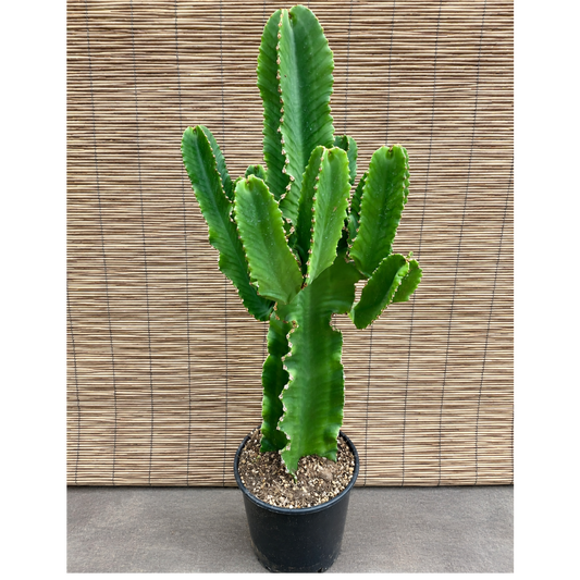 Euphorbia ingens – Stor og Kraftig Kaktusplante, 90-100 cm i ø28 Potte