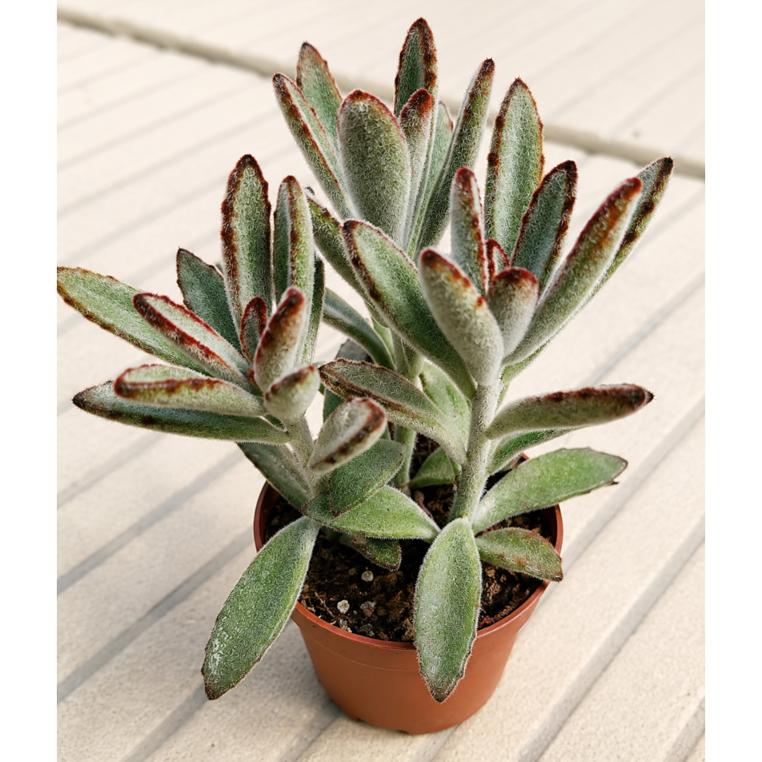 Kalanchoe – Farverig Sukkulent og Blomstrende Stueplante