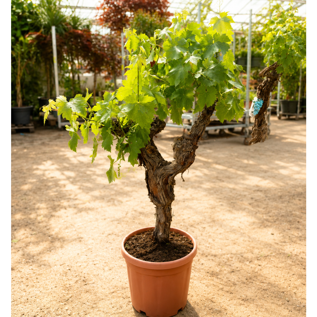 Vinplante i Bonsai-stil – 40 År Gammel Spisevin med Blå Druer og Snoet Stamme (ca. 160 cm)