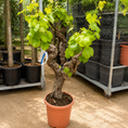 Indlæs billede i gallerivisning, Vinplante i Bonsai-stil – 40 År Gammel Spisevin med Blå Druer og Snoet Stamme (ca. 160 cm)
