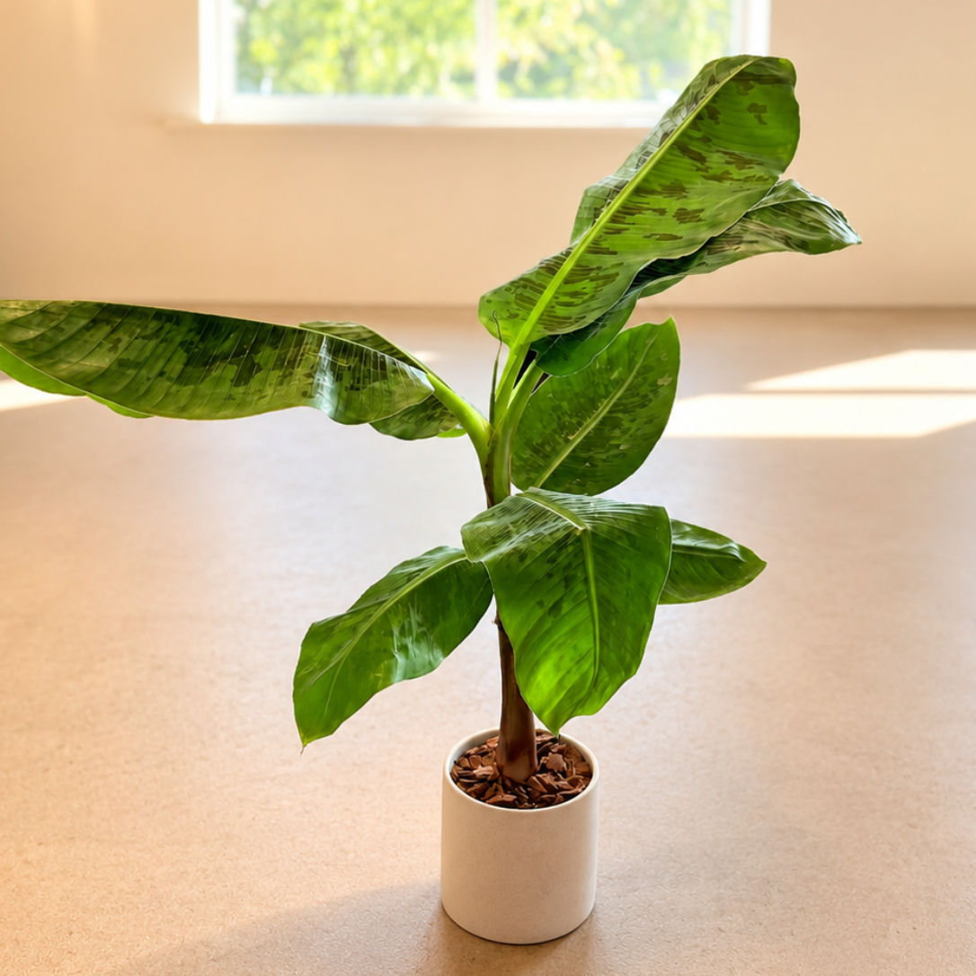 Second Hand Bananplante – Musa Dwarf Cavendish ca. 90 cm | Genbrugsplante