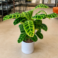 Indlæs billede i gallerivisning, Second Hand Calathea Zebrina – Zebraplante ca. 70 cm | Genbrugsplante
