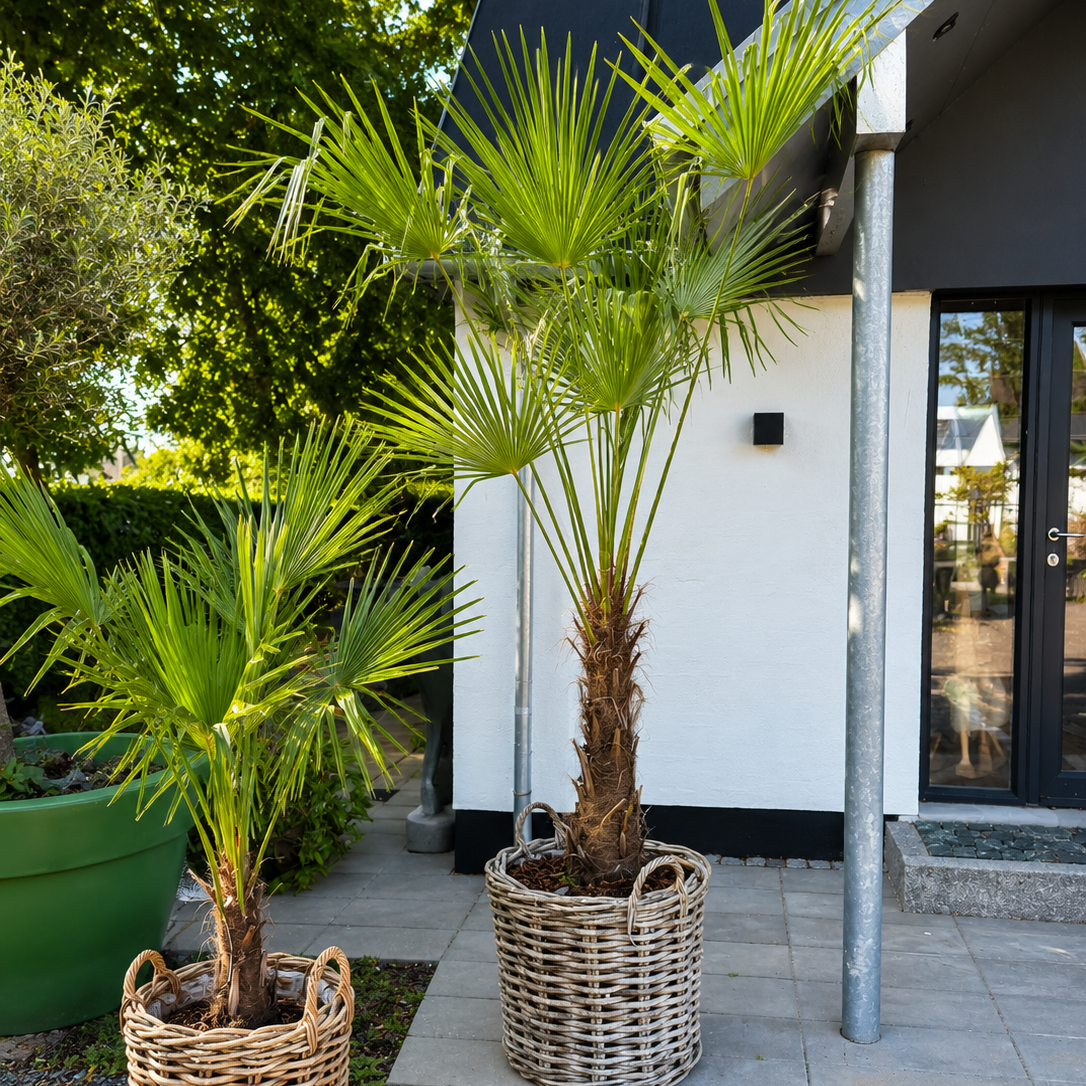 Second Hand Hørpalme – Trachycarpus fortunei ca. 280 cm | Genbrugsplante