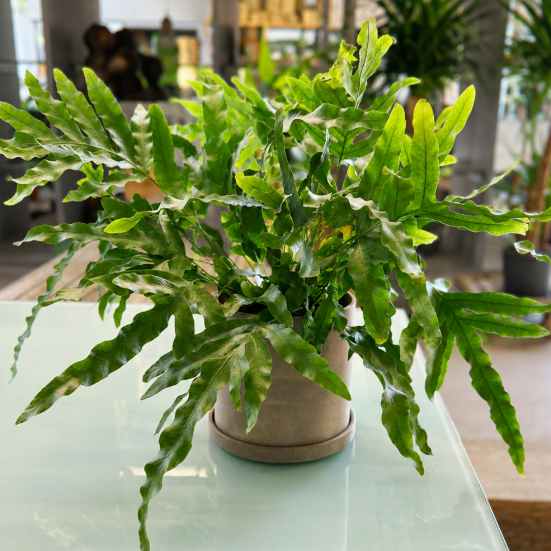 Second Hand Blå Bregne – Phlebodium aureum 'Blue Star' | Genbrugsplante
