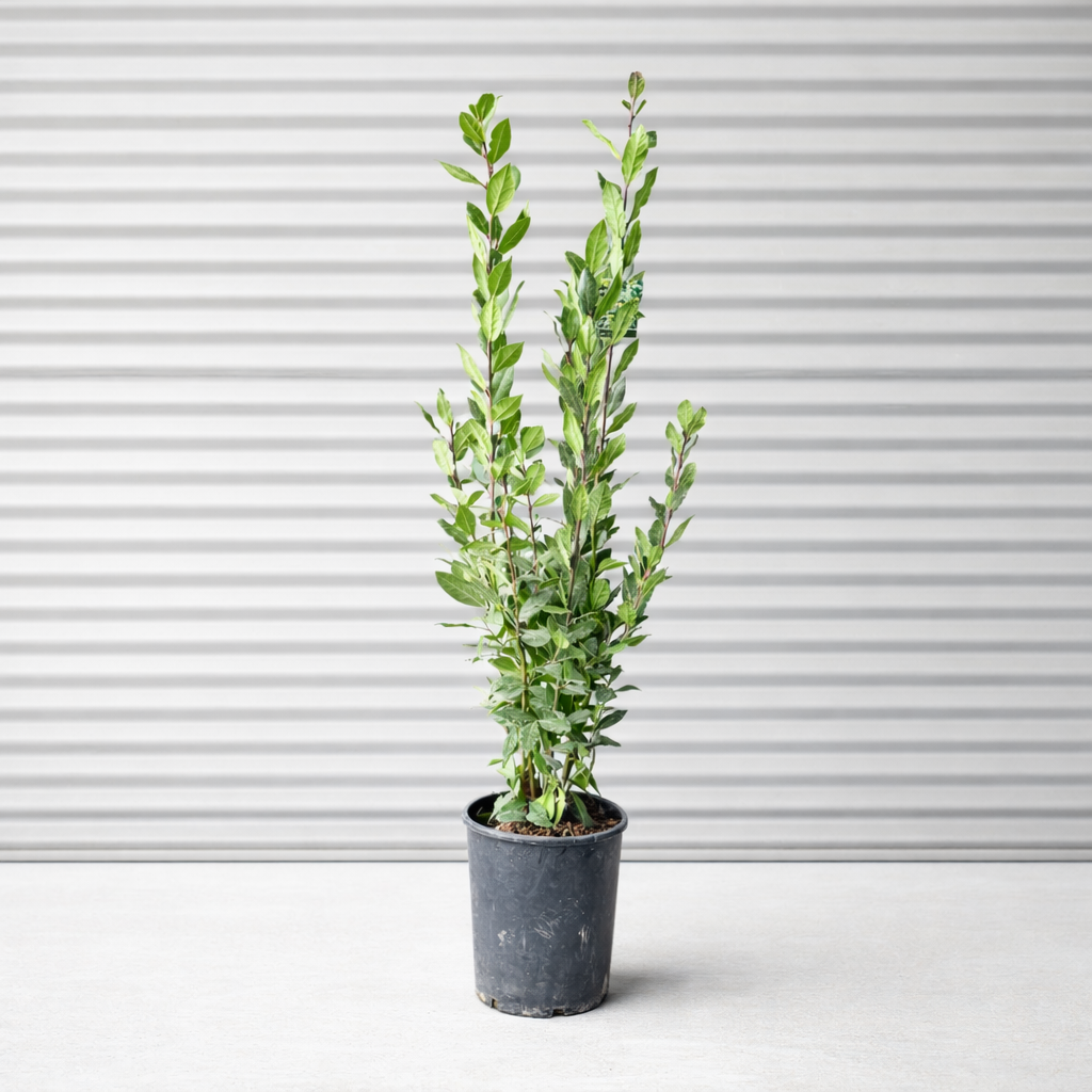 Ægte Laurbær – Stedsegrøn Middelhavs­plante med Aromatiske Blade
