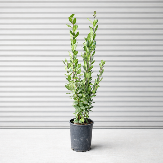 Ægte Laurbær – Stedsegrøn Middelhavs­plante med Aromatiske Blade