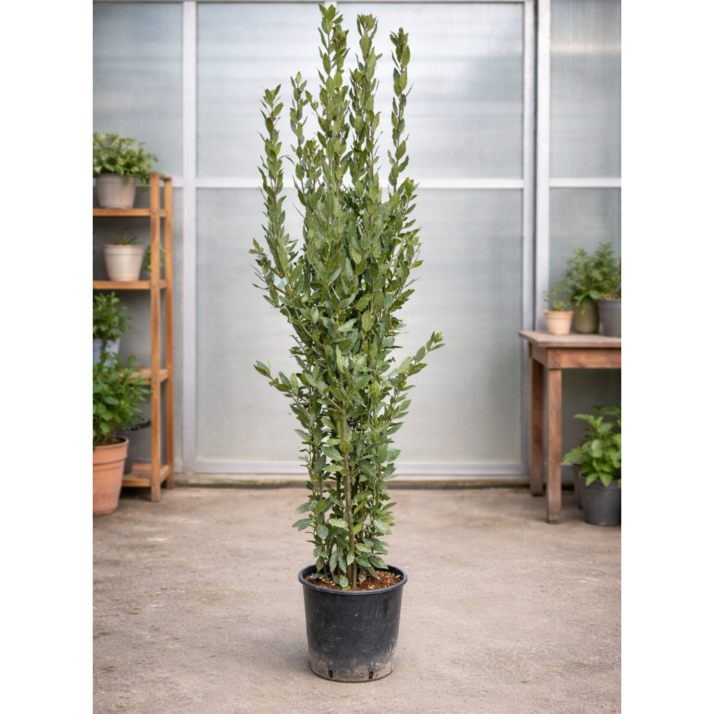 Ægte Laurbær – Majestætisk Stedsegrøn Solitærplante med Aromatiske Blade (Laurus nobilis, ca. 180–200 cm)