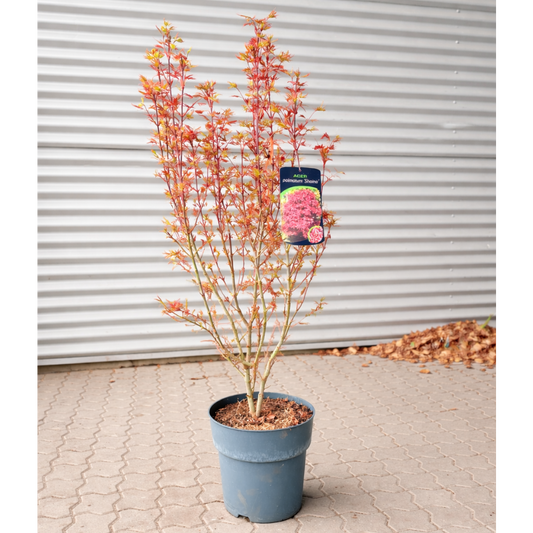 Acer Shaina – Kompakt Japansk Dværgahorn med Intenst Rødt Løv (ca. 80–100 cm)