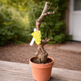 Indlæs billede i gallerivisning, Vindrueplante i Bonsai-stil – Rustik Vinplante med Snoet Stamme i Lerkrukke (Vitis vinifera, ca. 25–35 cm)
