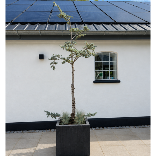 Second Hand Blå Atlasceder i Bonsai-stil – Cedrus atlantica 'Glauca' ca. 280 cm | Genbrugsplante