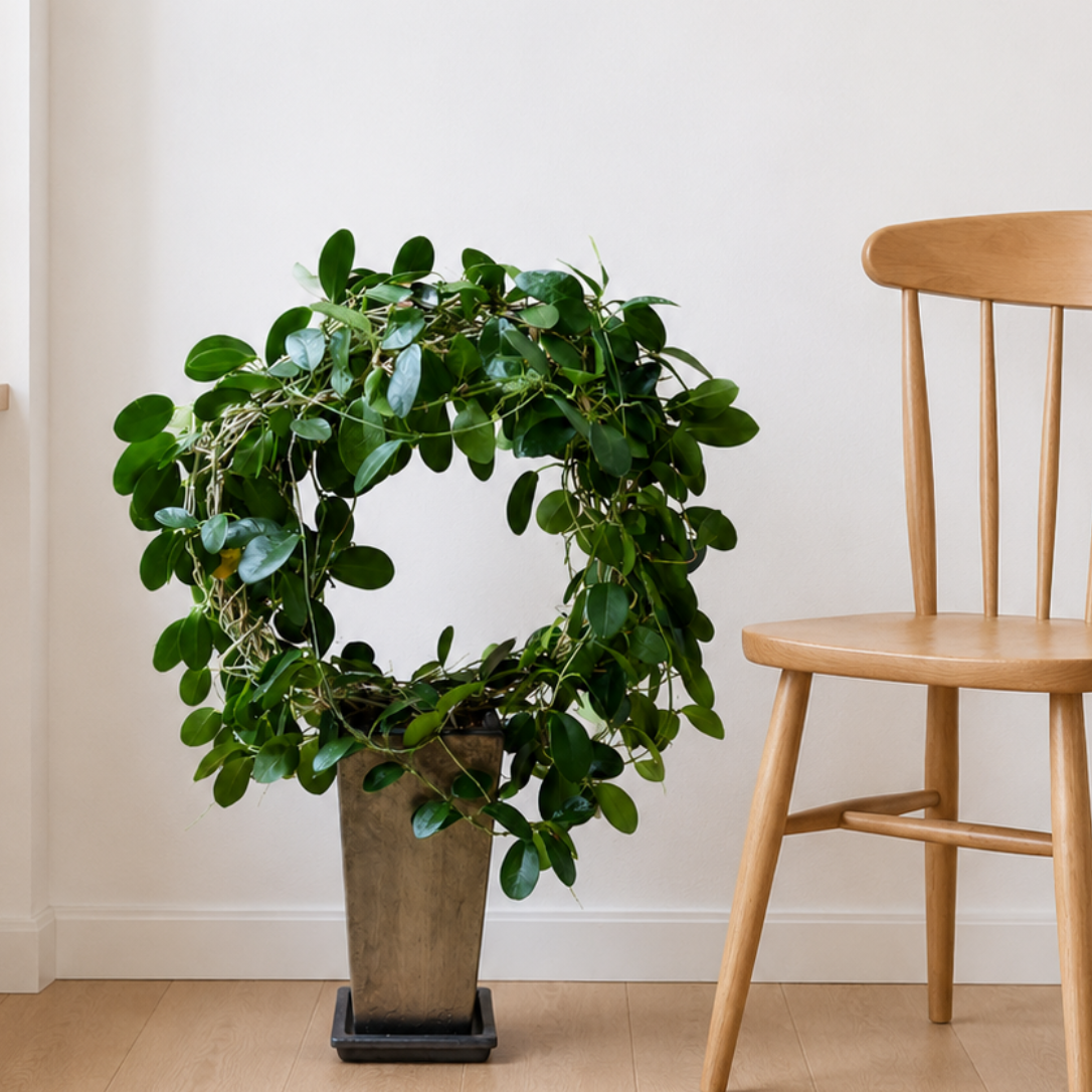 Second Hand Kæmpe Voksblomst – Hoya carnosa ca. 90 cm | Genbrugsplante