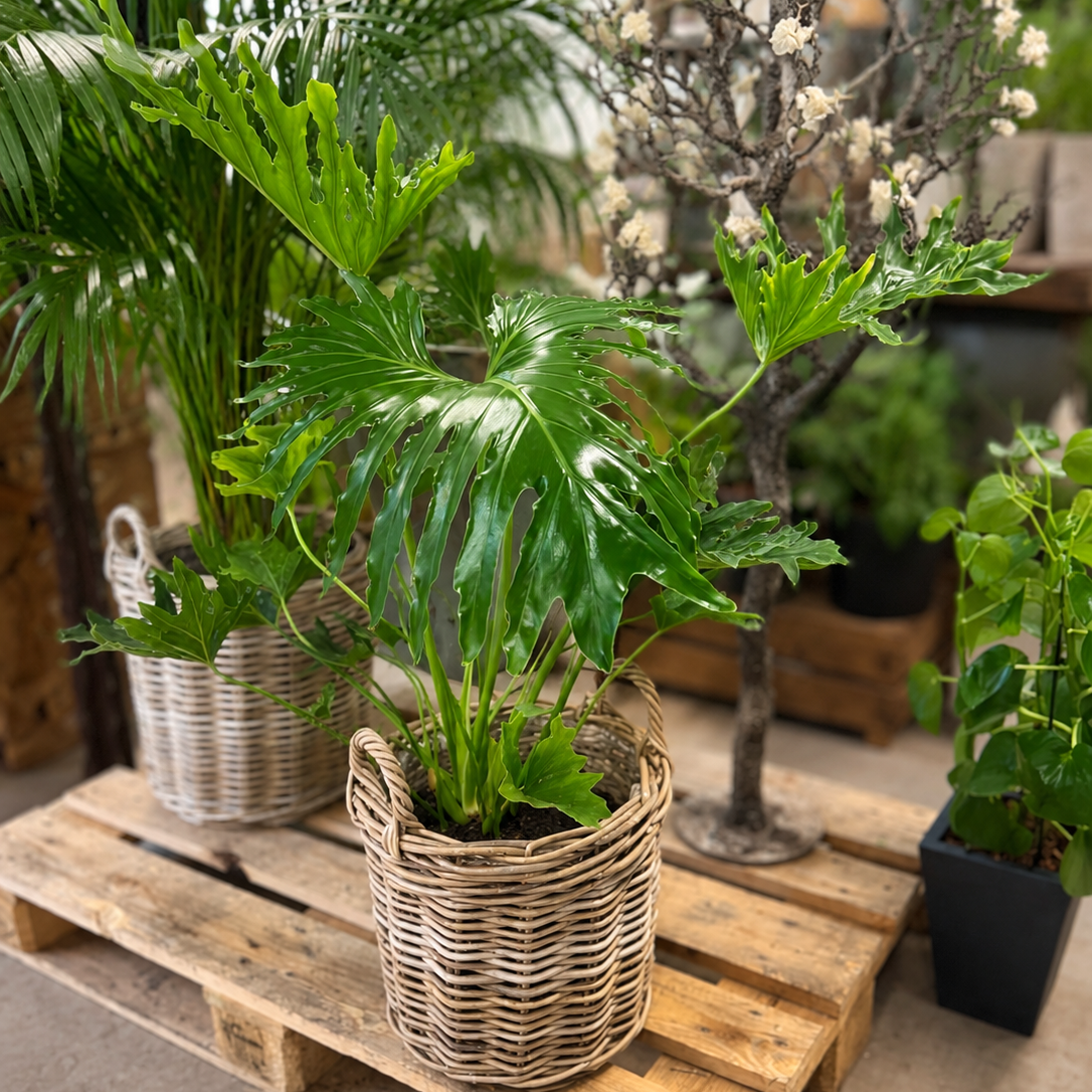 Second Hand Fligbladet Philodendron – Thaumatophyllum bipinnatifidum ca. 90 cm | Genbrugsplante