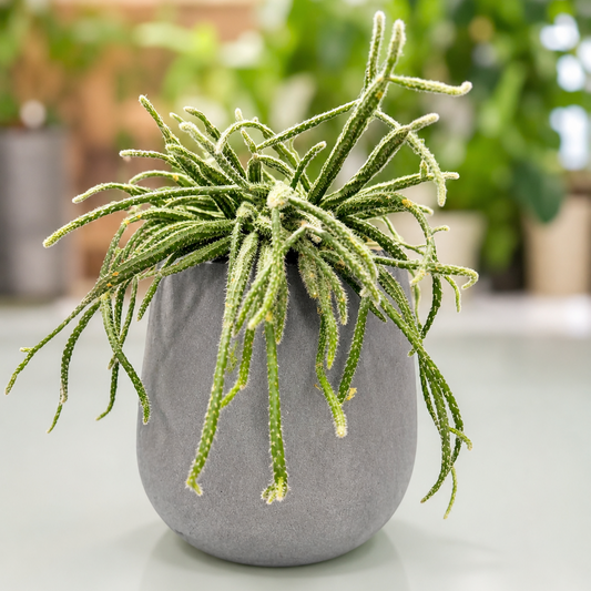 Second Hand Misteltenkaktus – Rhipsalis pilocarpa | Genbrugsplante