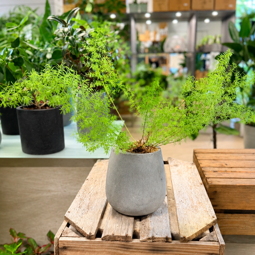 Second Hand Fjersparges – Asparagus setaceus ca. 50 cm | Genbrugsplante