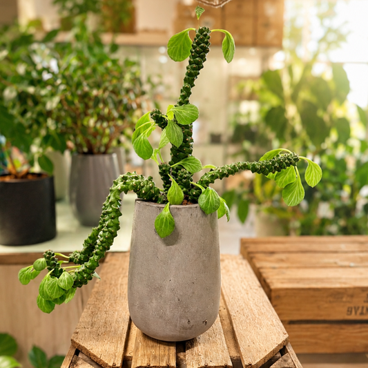 Second Hand Vortemælk – Euphorbia guentheri ca. 50 cm | Genbrugsplante