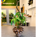 Indlæs billede i gallerivisning, Second Hand Anthurium polyschistum – Elegant Fingerbladet Stueplante på 50 cm
