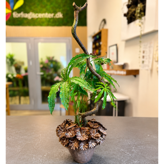 Second Hand Anthurium polyschistum – Elegant Fingerbladet Stueplante på 50 cm