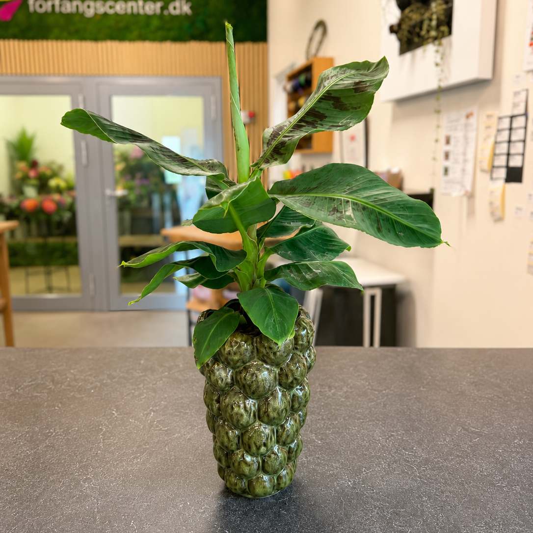 Second Hand Bananpalme i Kuglepotte – Tropisk Stueplante på 70 cm